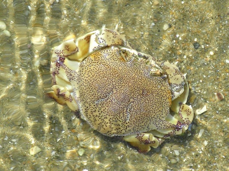 Speckled sand crab